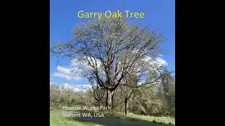 Garry Oak trees DuPont, WA, USA