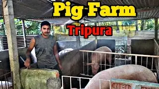Pig farm Tripura || pig farming northeast india@smartindianfarmer (Ep-57)#pig #pigfeed 