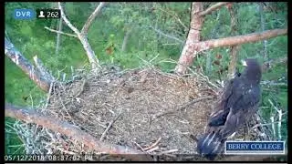 Berry College Eagles ~ Goodnight B10!  May 12, 2018