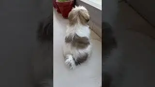 Mac baby 🫶🧿💖 @theartcreation_offical       #dog #cute #doglover #shihtzu #trending #trending