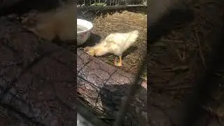 #muscovyduck #muscovyducksofinstagram #ducks #ducksofinstagram #ducklings