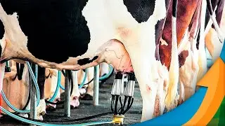 Pre&ccedil;o do leite pago ao produtor em dezembro registra quarta queda consecutiva, com demanda fraca ...