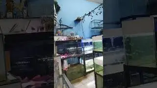 Toko ikan hias o2 fish aquarium