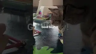 Training my Human #catvideos #catlover #cats