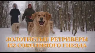 Золотистые ретриверы 