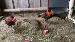 Банкивская джунглевая курица Gallus Gallus