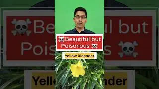 Yellow Oleander पिली कनेर- Beautiful but Poisonous. Watch to stay safe and aware. #oleander #poison