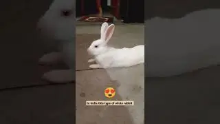 #pink venom song in my cute bunny#vairal #youtube🔥🔥🔥😱