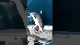 Man Eaten by Giant Shark! Realistic Attack Scene | BlueFable | @BlueFable7  #FableBlue