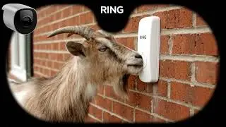Goat Rings Doorbell 3 Times!