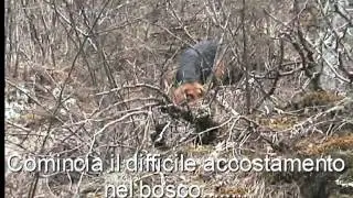 Passione segugio - Tell il francesino