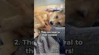 Top 5 Reasons Why You Should Get A Shiba Inu!