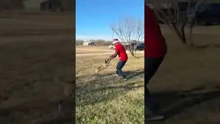 Small terrier mix doing bite work