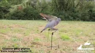 Chasse du pigeon avec appelant : le glaneur - Toutpourlahutte.fr