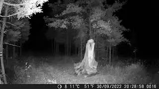 Beau petit buck devant ma cam&eacute;ra DSOON/Beautifull little bull moose in front of my DSOON camera