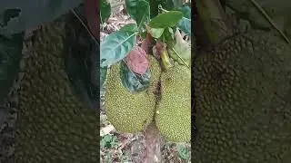 jackfruit tree#jackfruit #farming #farm #naturalfarming #organicfarming #fruit