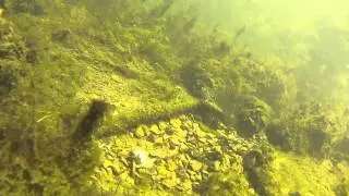 Sunfish Spawning with 