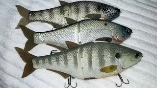 Fishing $500 Hinkle Shad