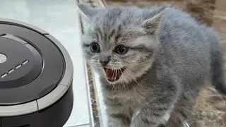 First reaction of kitten Street to a robot vacuum cleaner