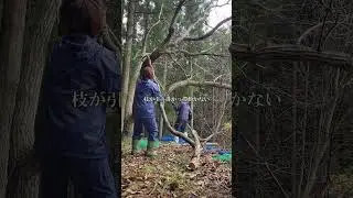 栗の木の強剪定 | 初めてする強剪定にこんなに切っても大丈夫？結構ビビって切ってます