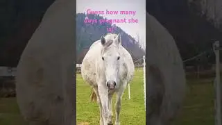 #horses #foal #pregnant   #broodmare #foal #breeding #babyhorse #equine #babymomma