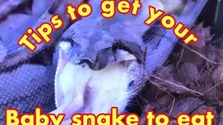 Tips to get your baby snake to eat