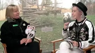 Panda or Pandemonium at The Toronto Zoo for Disney Nature's Born in China!