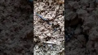 Hammerhead Flatworm I Bipalium sp. | Jan 25, 2021 #shorts