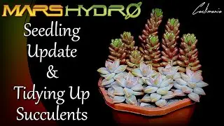Cactus Seedling Update & Tidying Up Succulents | #MarsHydro
