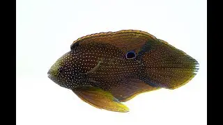 MARINE BETTA