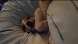 Good girl marley puppy