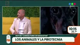 Mascotas y pirotecnia ► TELEFE ROSARIO