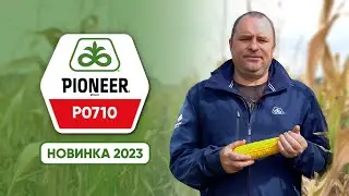 P0710 - пізньостиглий чемпіон на зрошенні