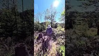 Aufforstung und Mikroplastik im Wald
