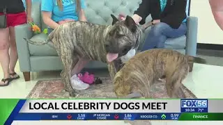 Two well known Kentucky dogs that survived abuse, meet in person for first time
