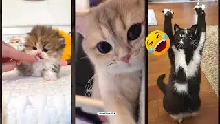 Cute Cats 🥰 cats meowing 😅 #cathouse Part 4579