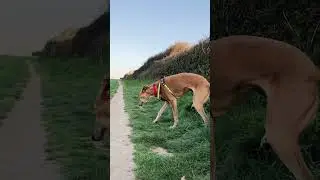 Pet Friends 2021 - North Devon, UK 🇬🇧 - BritishGirlExplores #BGEsquad