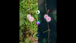 Creative Flowers Photography | Lightroom Mobile Presets DNG & XMP download