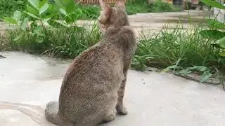 Khmer Cat Videos Baby Cats Compilation 2021#10