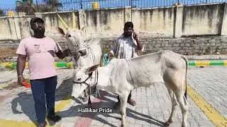 Top ಹಸುಕರುಗಳು | #topquality #mandya #cow #agriculture #hallikar #vishakbrand #viralvideo #brand