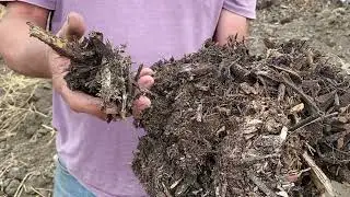 Identifying saprophytic fungi in your living compost