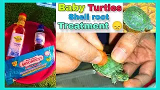Turtle white spot treatment, baby turtle shell root treatment , fungus treatment 😓