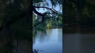 #asmr Swan Lake edged with Spanish Moss covered trees #nervoussystemregulation #gooutside