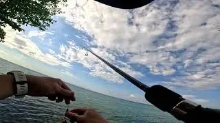 #UltraLight Gaming#ShoreCasting#YAMAGA BLUECURRENT 7'4