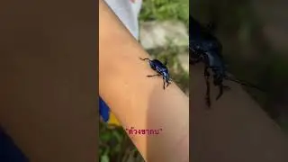 Frog legged leaf beetle # 