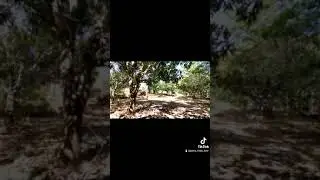 Paso Viejo