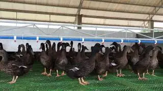 Imported hybrid duck from the US