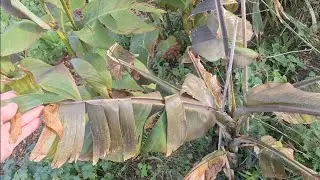 Повреждение бананов заморозками