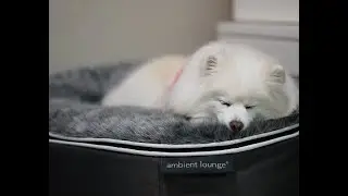Лежанки для собак премиум класса Pet Lounge