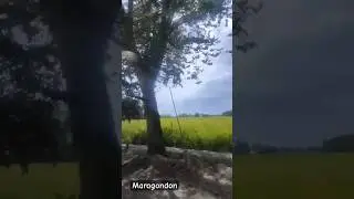 Almost Golden! Maragondon Rice Fields. A Welcome sight! 05.05.25 #culture #maragondoncavite